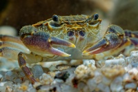 Krab jezerni - Potamon fluviatile - Freshwater Crab o0411